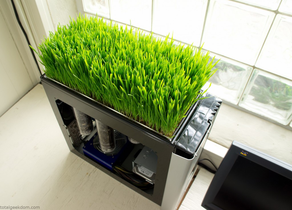 Growing Grass in Computer